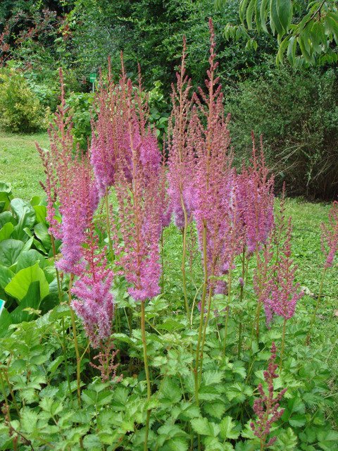 Astilbe chinensis var.davidii fleur